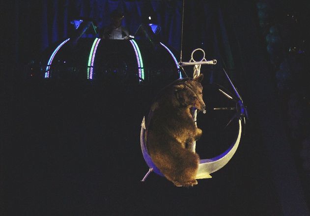 Летающий медведь и &laquo;Колесо смелости&raquo;: нижегородский цирк приглашает в &laquo;Звездный круиз&raquo; (ФОТО) - фото 69